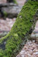 Moss growing on a damp tree trunk photo