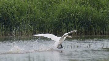Swan landing in shallow water marshes photo