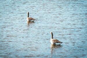 Two geese in the water in Wassenaar, The Netherlands. photo