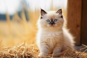 linda gatito en pequeño granja. gatito con gracioso Mira foto