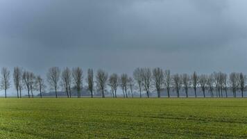 Tree line somewhere in the countryside in Groningen, The Netherlands. photo
