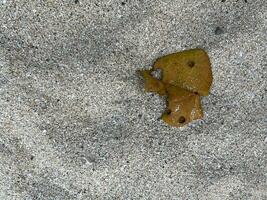 texture of the sand photo