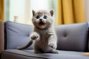 Domestic Animal Concept. Portrait of cute kitten in living room at home. free copy space photo