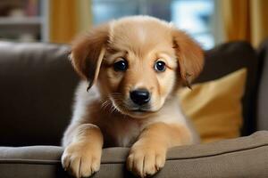 Domestic Animal Concept. Portrait of cute puppy in living room at home. free copy space photo