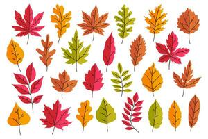 Collection of bright autumn leaves isolated on white background. Vector graphics.