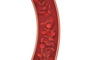 Red blood cells in the blood vessel, 3d rendering. photo