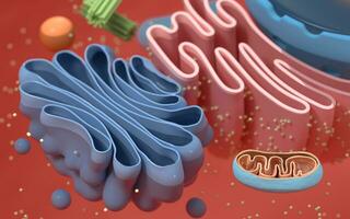 interno estructura de un animal celúla, 3d representación. sección vista. foto