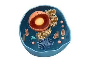 Internal structure of an animal cell, 3d rendering. Section view. photo