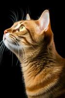 un naranja atigrado gato es mirando arriba dentro el cielo generativo ai foto
