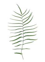 fern leaf isolated on white background , a green leaf is shown on a white background photo