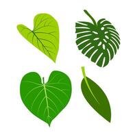 cuatro diferente tipos de hojas, incluso un corazón y un hoja, verde hoja conjunto aislado en blanco fondo, verde hojas de tropical verde monstera hoja aislado en blanco fondo, vector