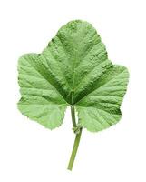 a large green pumpkin leaf on a white background,  green leaf isolated on white photo