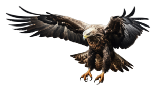 Bald Eagle Haliaeetus leucocephalus flying isolated on transparent background, generative ai png