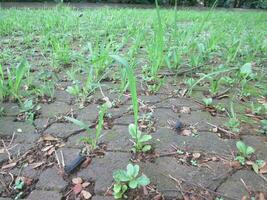 Seedlings of sugarcane growing photo