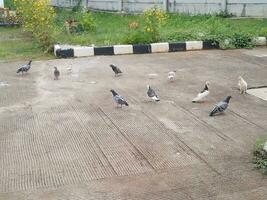 Pigeons on the road and park. photo