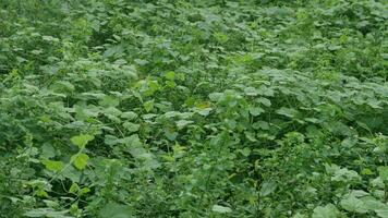 Green wild vines in a spacious garden photo