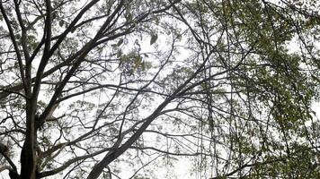 View of tree branches and sunny clouds photo