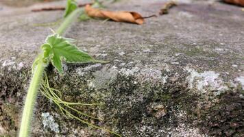 Mossy boulders on mountain with plants photo