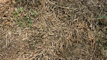 Piles of dry leaves scattered photo