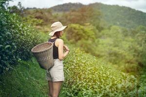 Carefree happy woman in morning of nature Landmark Tea Plantation. tea harvest photo