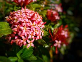 Selective focus of Ixora coccinea flower. Family Rubiaceae. Blurred background photo