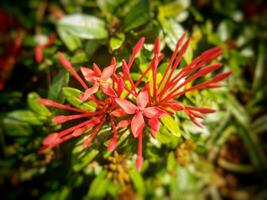 Selective focus of Ixora coccinea flower. Family Rubiaceae. Blurred background photo