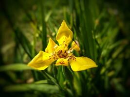 Yellow Iris Neomarica longifolia, This beautiful flower is yellow and has a black pattern. Is a species of flowering plants in the family Iridaceae. photo