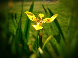 amarillo iris neomarica longifolia, esta hermosa flor es amarillo y tiene un negro modelo. es un especies de floración plantas en el familia iridáceas. foto