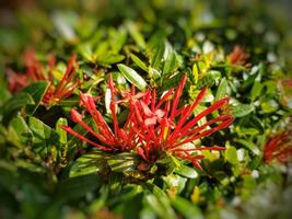 Selective focus of Ixora coccinea flower. Family Rubiaceae. Blurred background photo