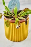 Dionaea Muscipula Venus Flytrap is carnivorous plant, carnivorous plant for catching insects photo