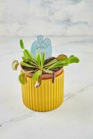 Dionaea Muscipula Venus Flytrap is carnivorous plant, carnivorous plant for catching insects photo