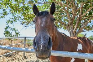 Horse in paddock in nature near tree photo