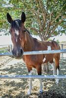 Horse in paddock in nature near tree photo