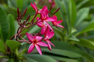 tropical rosado frangipani flores en verde hojas antecedentes. cerca arriba plumeria árbol. foto