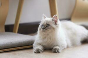 Persian cat looking at the camera and lying on the floor at home, mixed breed cat is a cross between breeds or a purebred cat and a domestic cat. Animal cats concept. photo