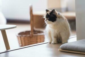 Persian cat looking at the camera and lying on the floor at home, mixed breed cat is a cross between breeds or a purebred cat and a domestic cat. Animal cats concept. photo