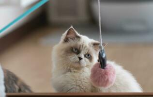 Persian cat looking at the camera and lying on the floor at home, mixed breed cat is a cross between breeds or a purebred cat and a domestic cat. Animal cats concept. photo