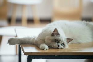 Persian cat looking at the camera and lying on the floor at home, mixed breed cat is a cross between breeds or a purebred cat and a domestic cat. Animal cats concept. photo