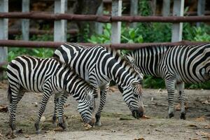 Africa zebra black and white in the cage at the zoo. Close up zebra eating in zoo. Animals nature wildlife concept. photo