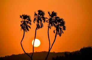 Tropical sea sunset tree sky view background photo