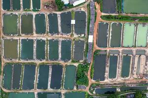 Aquaculture business of prawn and fish farm and aerator pump in dug pond photo