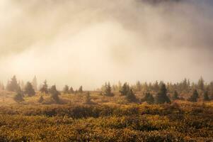 Beautiful autumn wilderness and foggy in the morning at national park photo