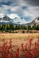 Mount Assiniboine with cloudy flowing on golden meadow with red leaves at national park photo