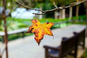 Maple single dry sear leaf beautiful on branch photo