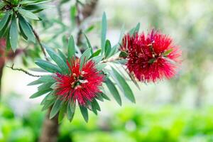 botella cepillo árbol rojo piel polen verde hoja foto