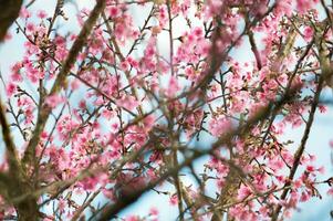 himalayan cherry tree pink bloom flower photo