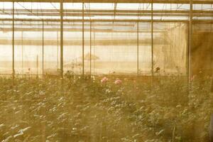 Plant nursery roses shot past fabrics screen photo