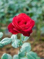 hermosa rojo Rosa floración foto
