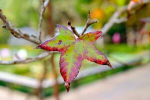 Maple single dry sear leaf beautiful on branch photo