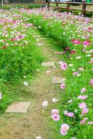 Walkway cosmos flower in garden photo